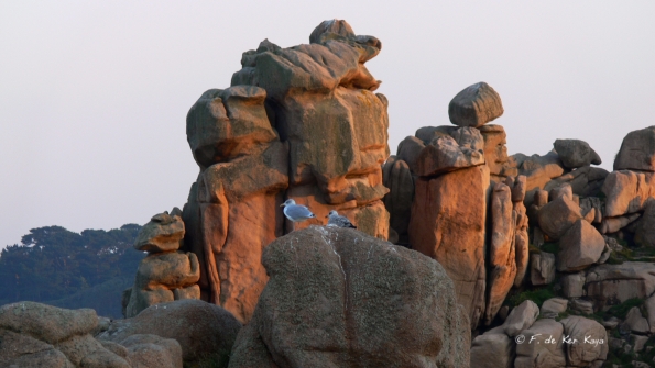 Crepuscule a Ploumanach (10)